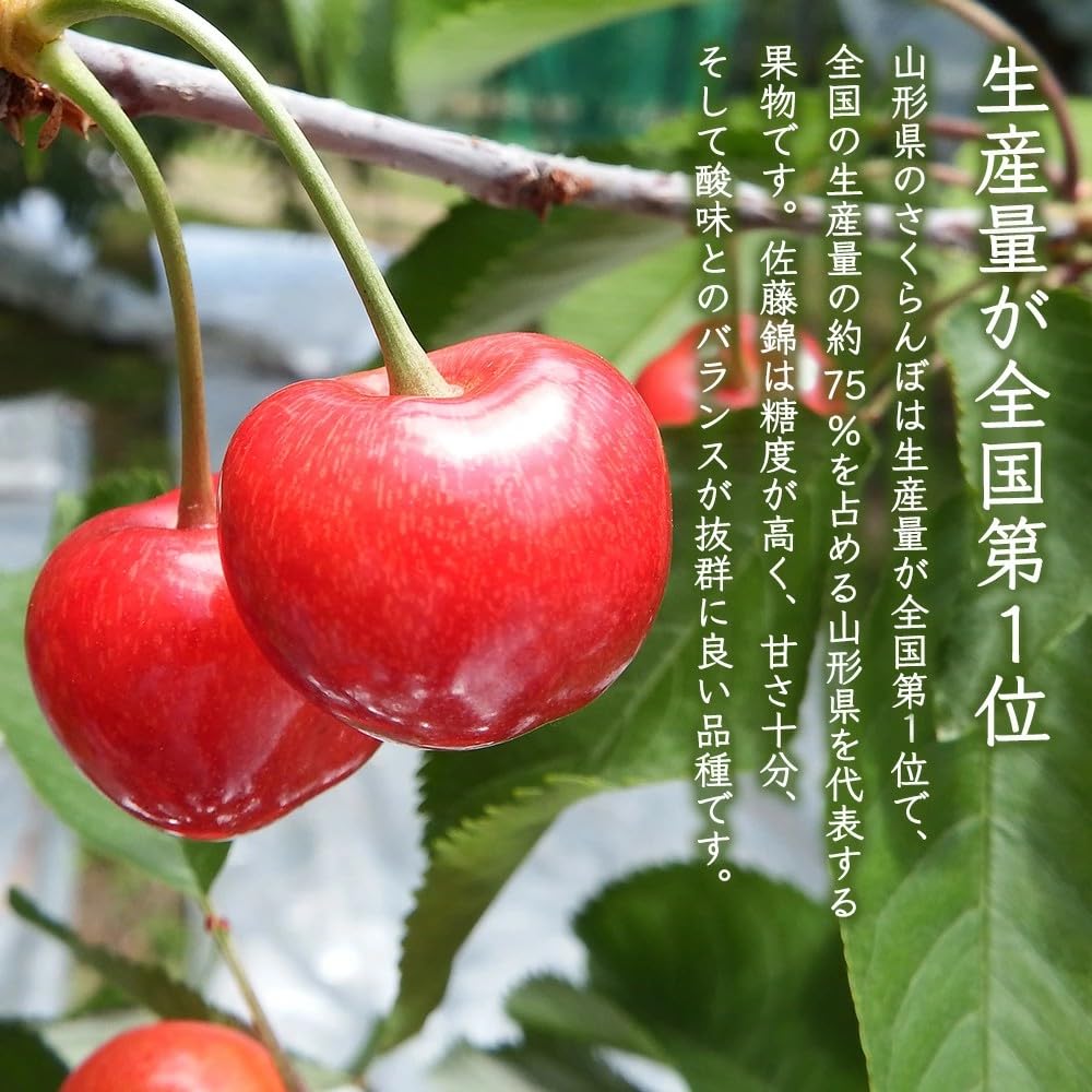 Amazon.co.jp: さくらんぼ 佐藤錦 山形県産 秀品 1kg (500g×2) L玉 2L